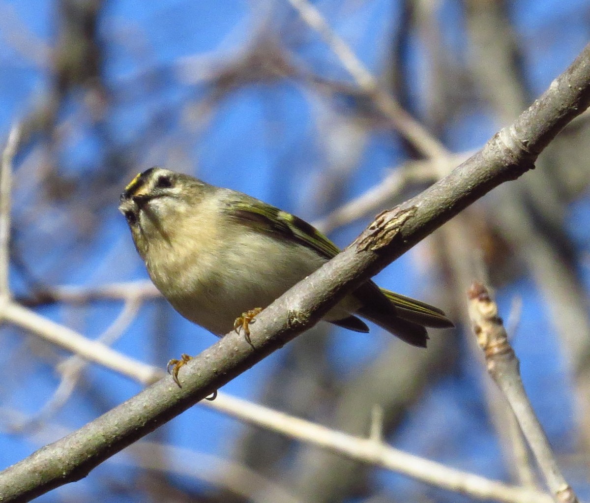 Golden-crowned Kinglet - ML392958671