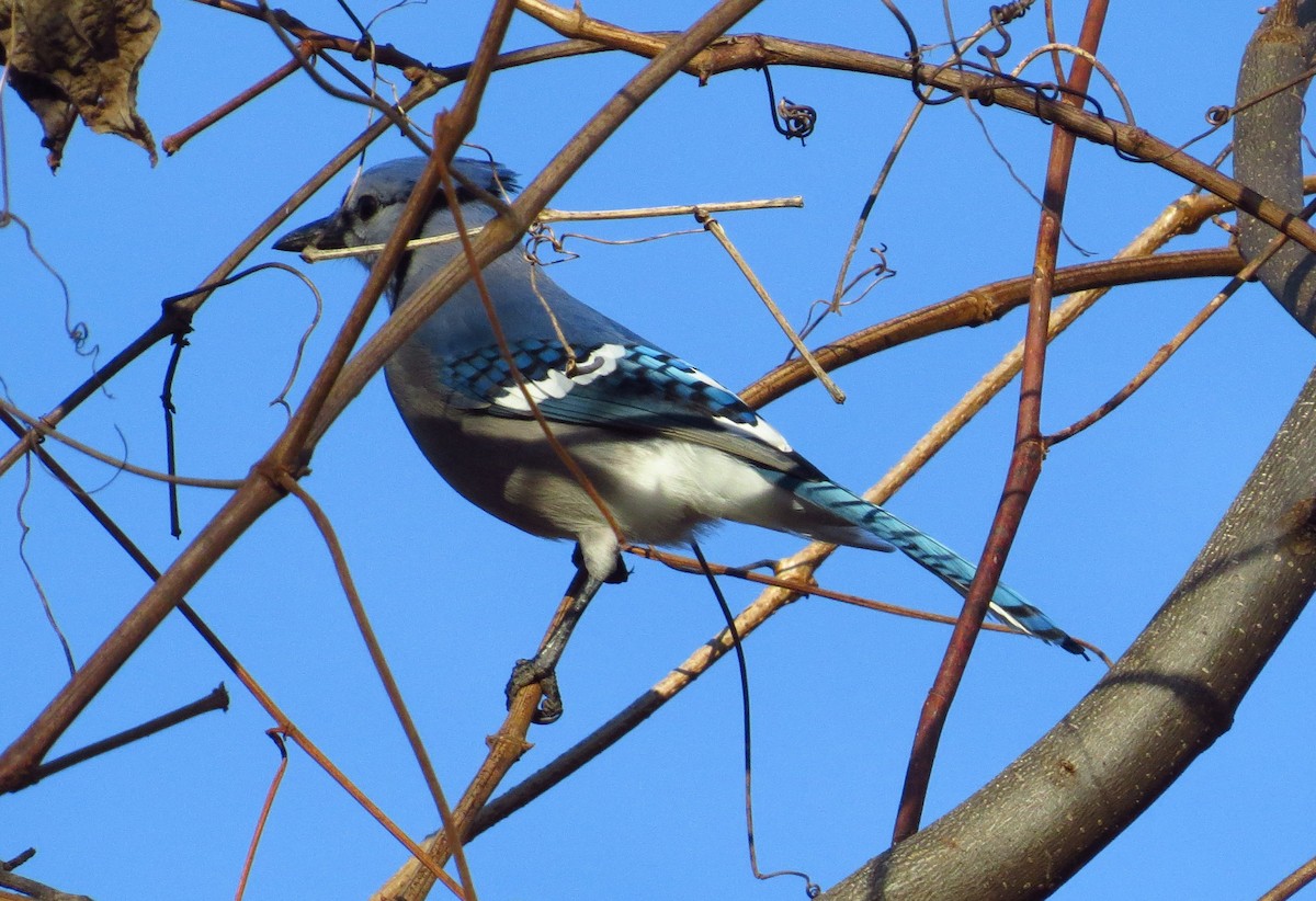 Blue Jay - Allen Gathman