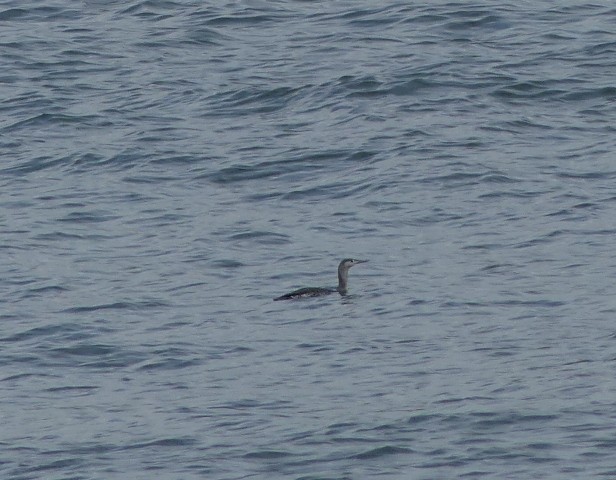 Red-throated Loon - ML392959231