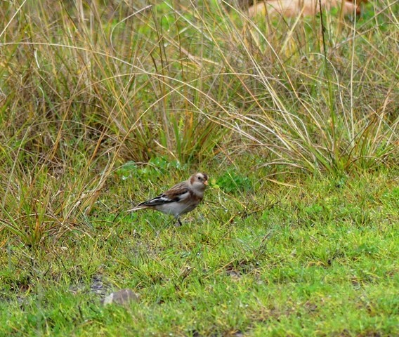 Цасч хөмрөг - ML392959381