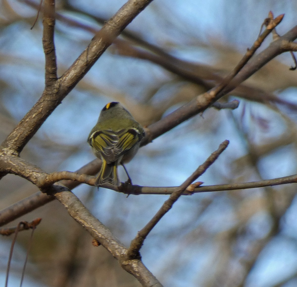 Golden-crowned Kinglet - ML392959431
