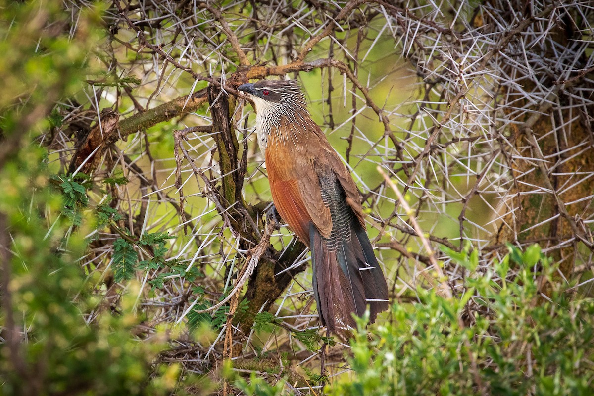 White-browed Coucal - ML392961381