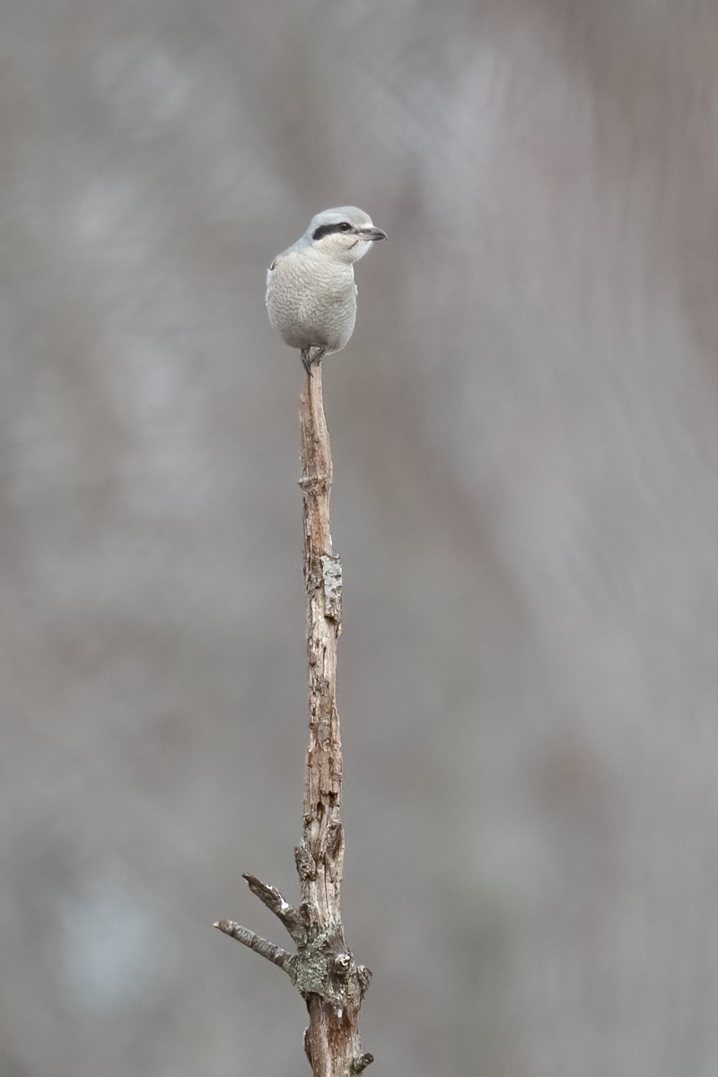 Northern Shrike - ML392961521