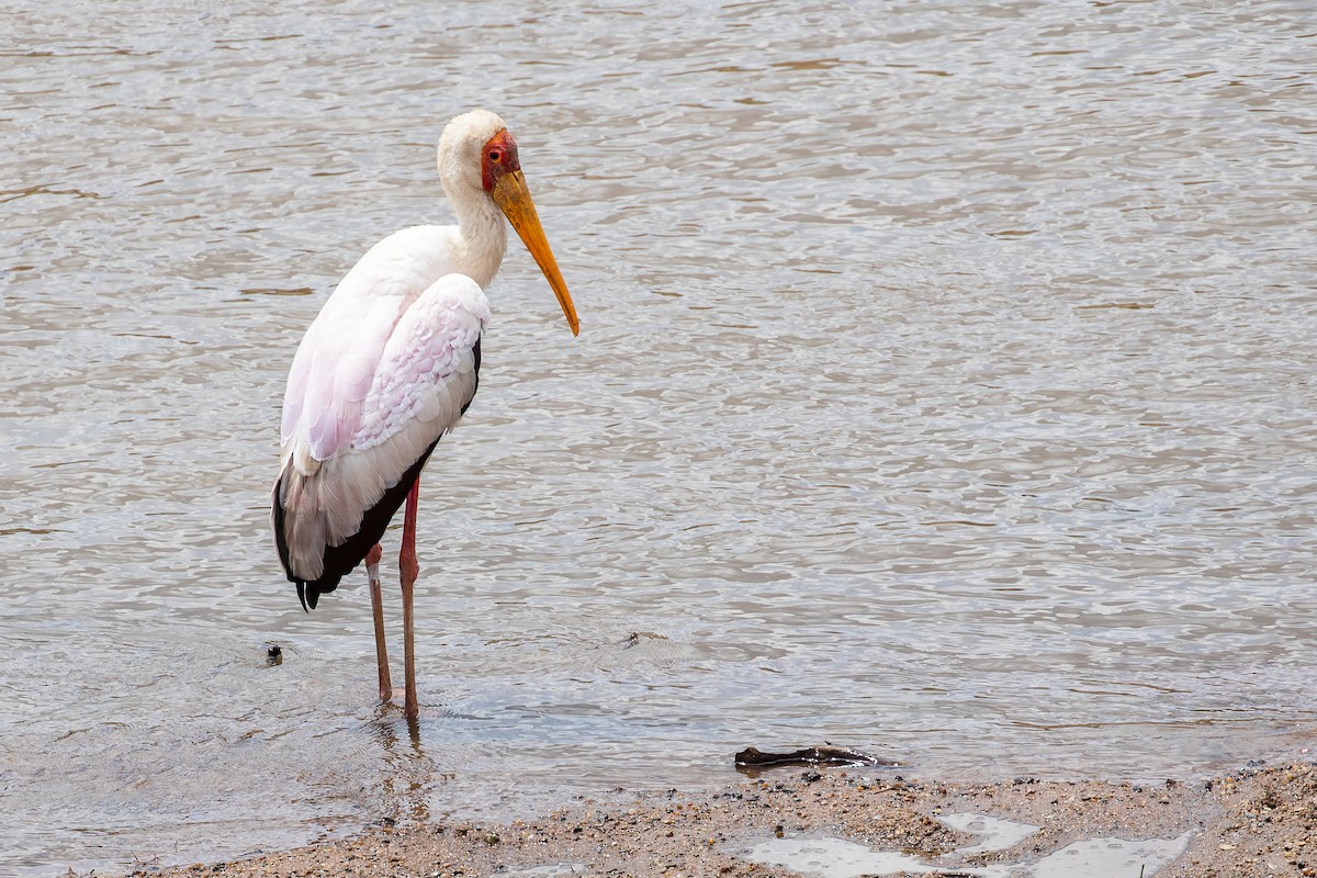 Yellow-billed Stork - ML392961541