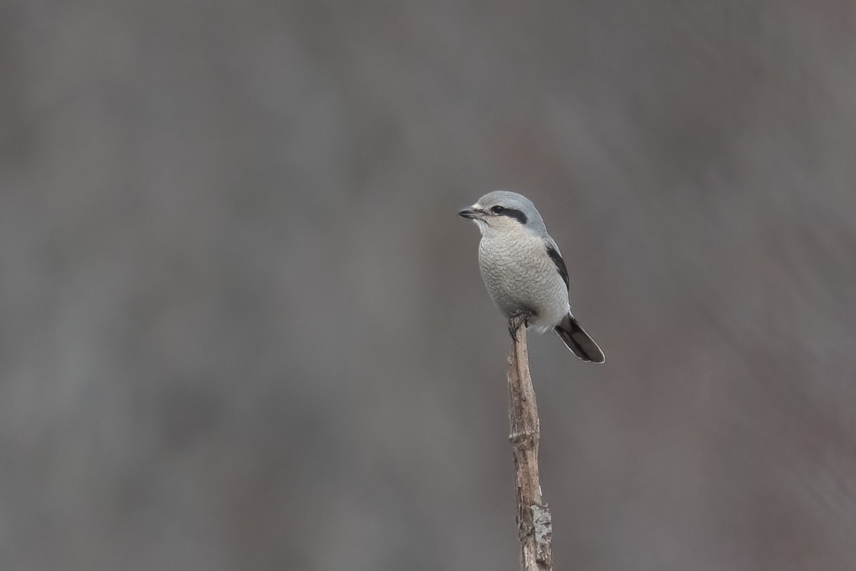 Northern Shrike - ML392961561