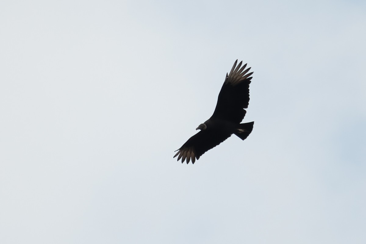 Black Vulture - ML392961661