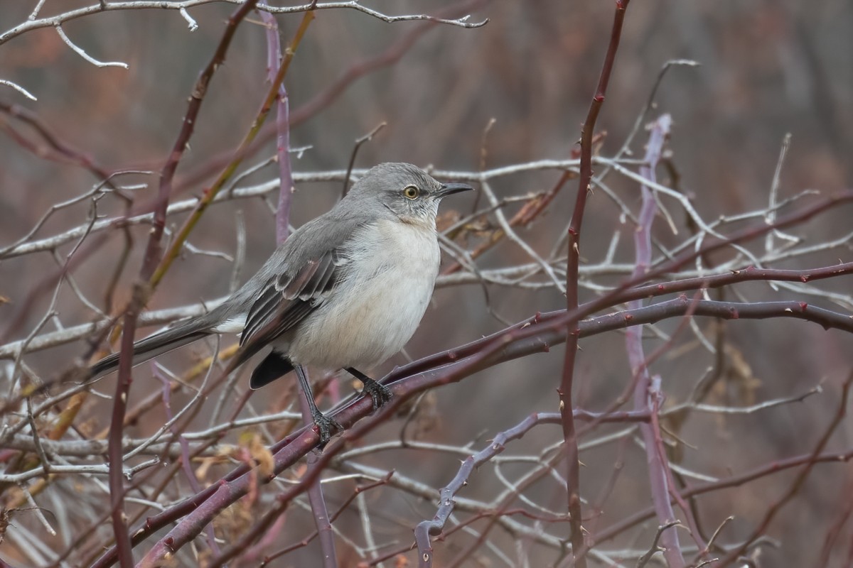 Northern Mockingbird - ML392961761