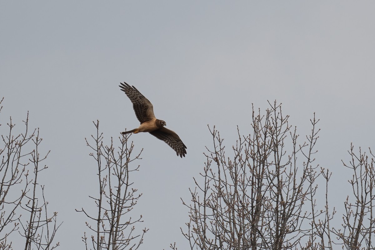Northern Harrier - ML392961921