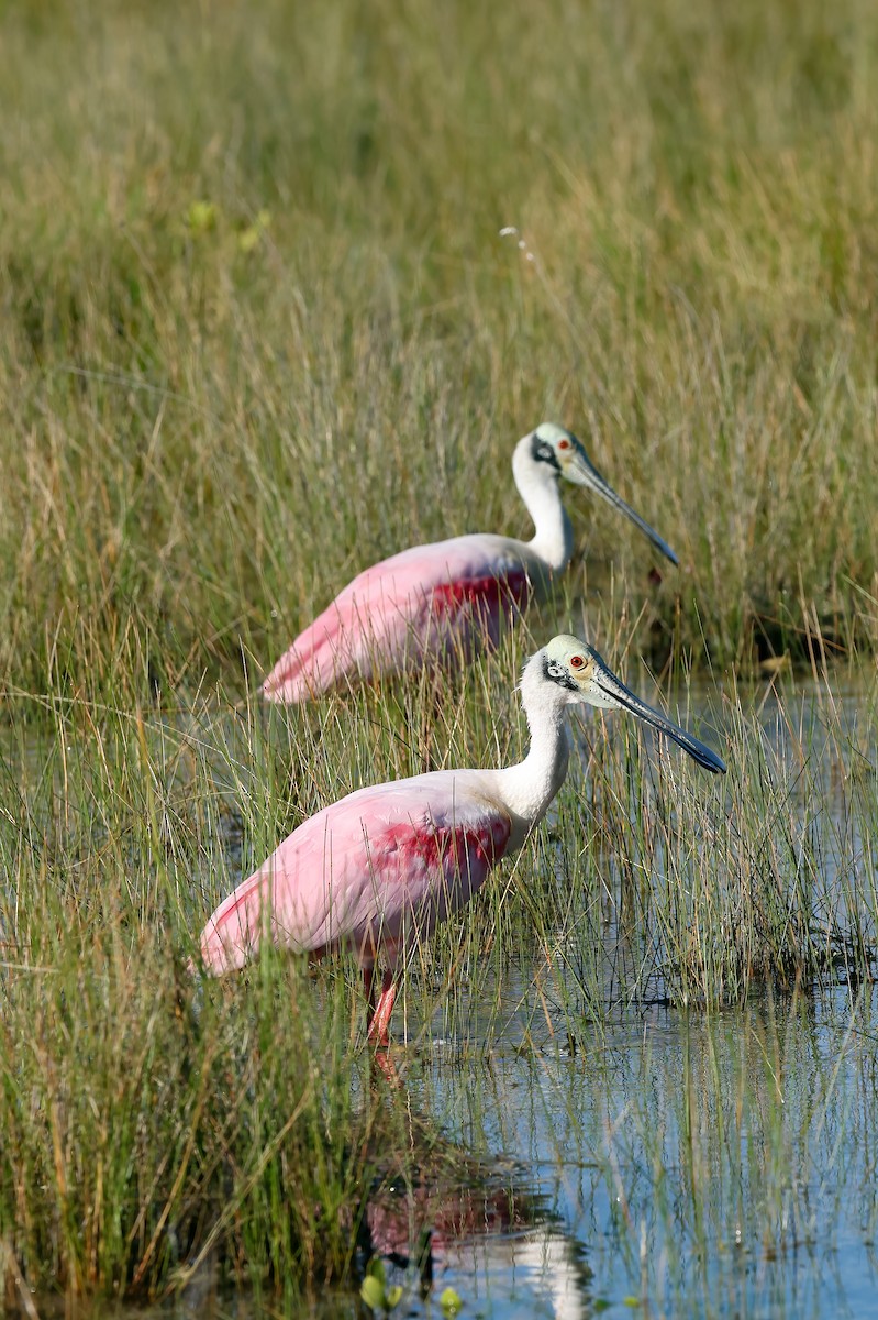 Roseate Spoonbill - Phil Bartley