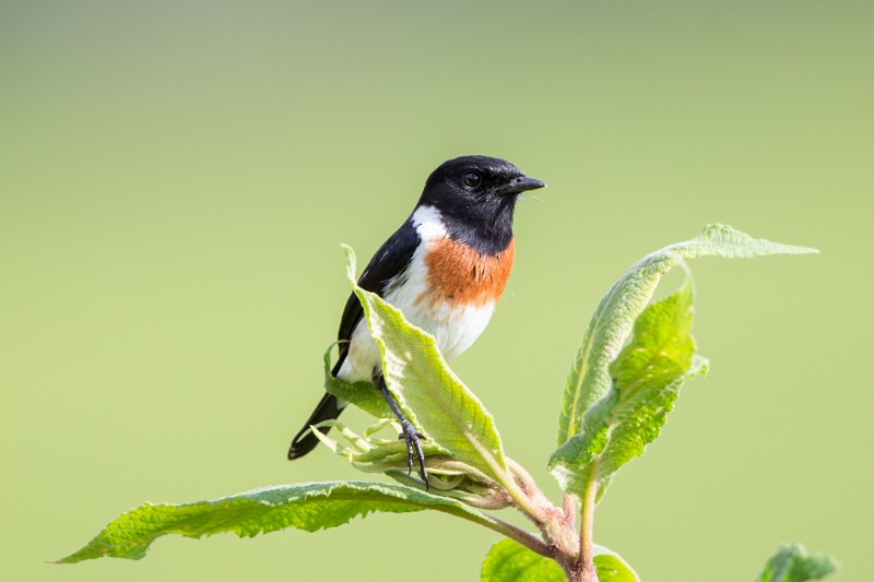 African Stonechat - ML39296331