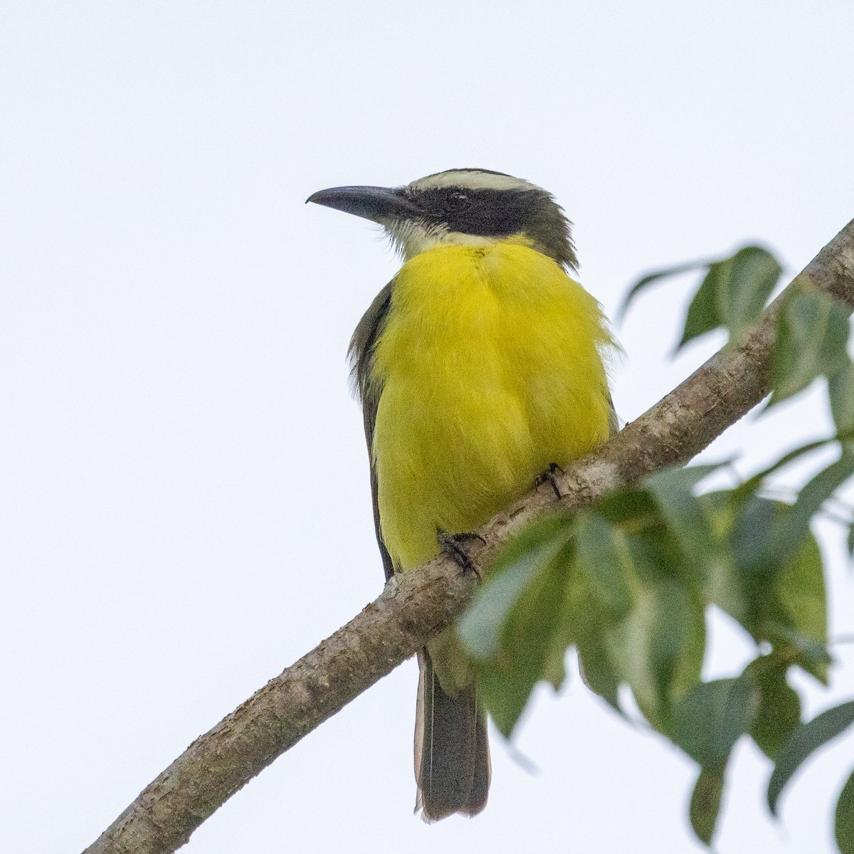 Boat-billed Flycatcher - ML392964891