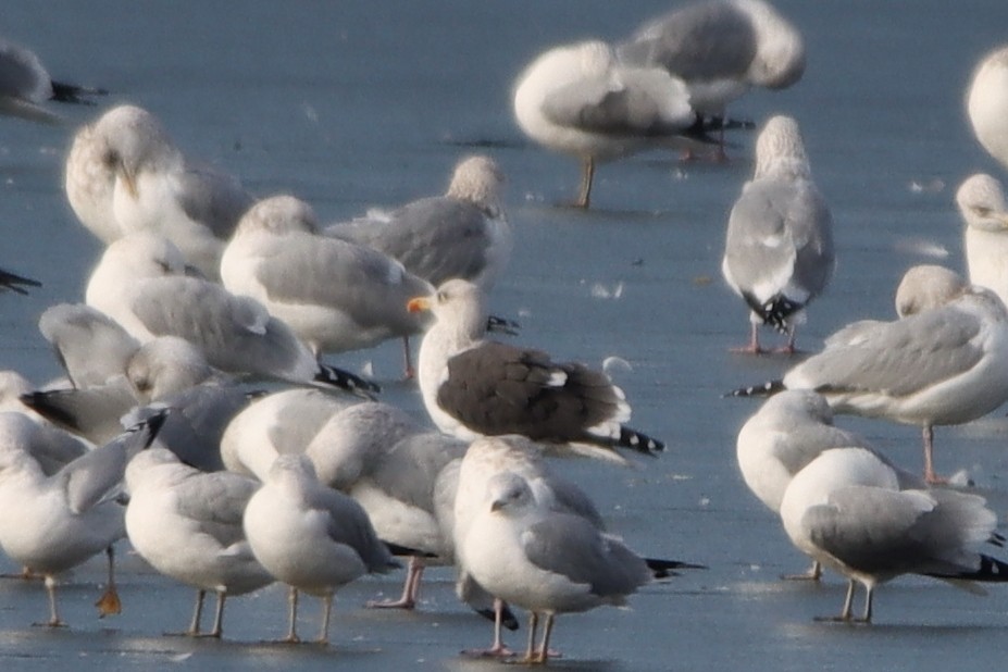 Lesser Black-backed Gull - ML392964931