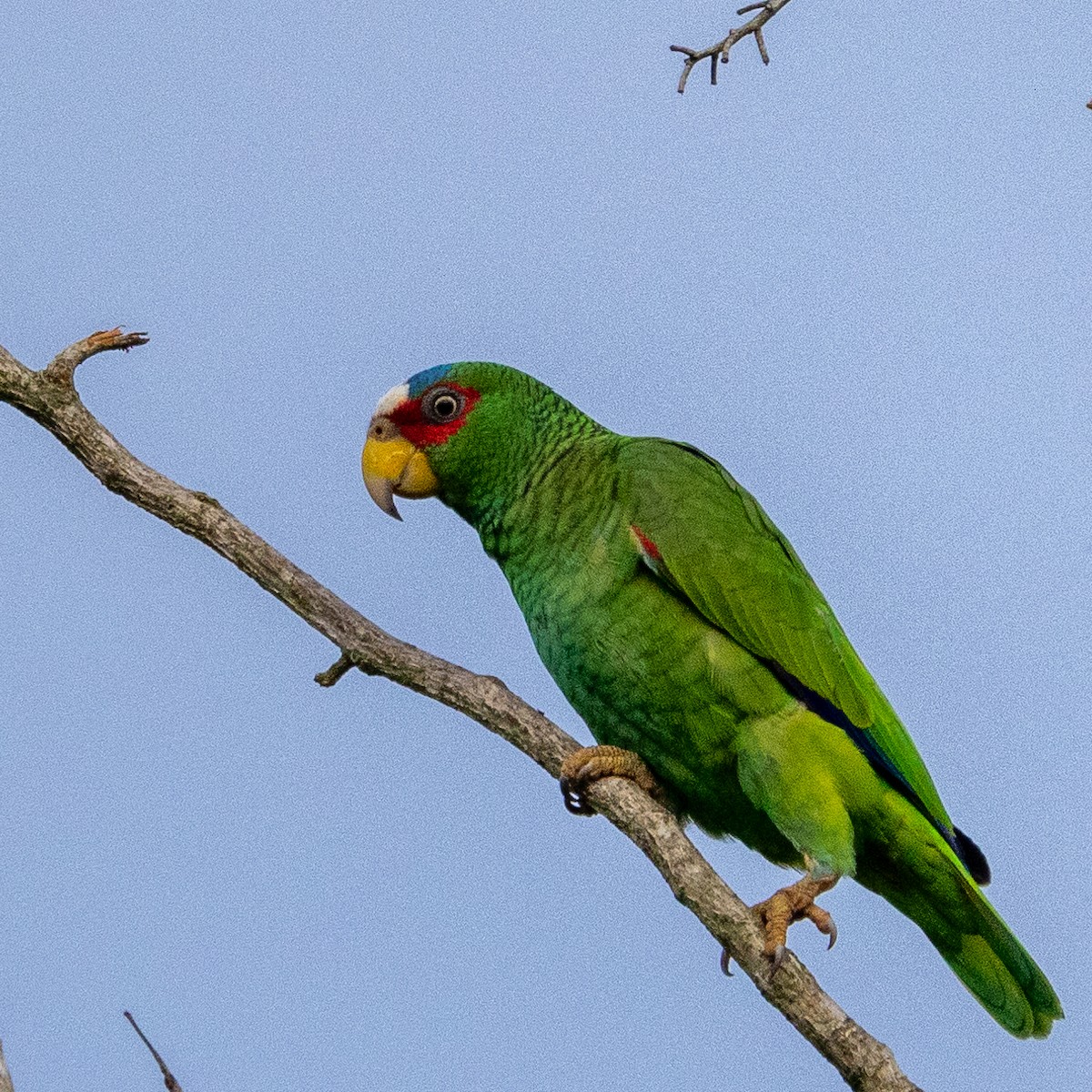 White-fronted Parrot - ML392965101