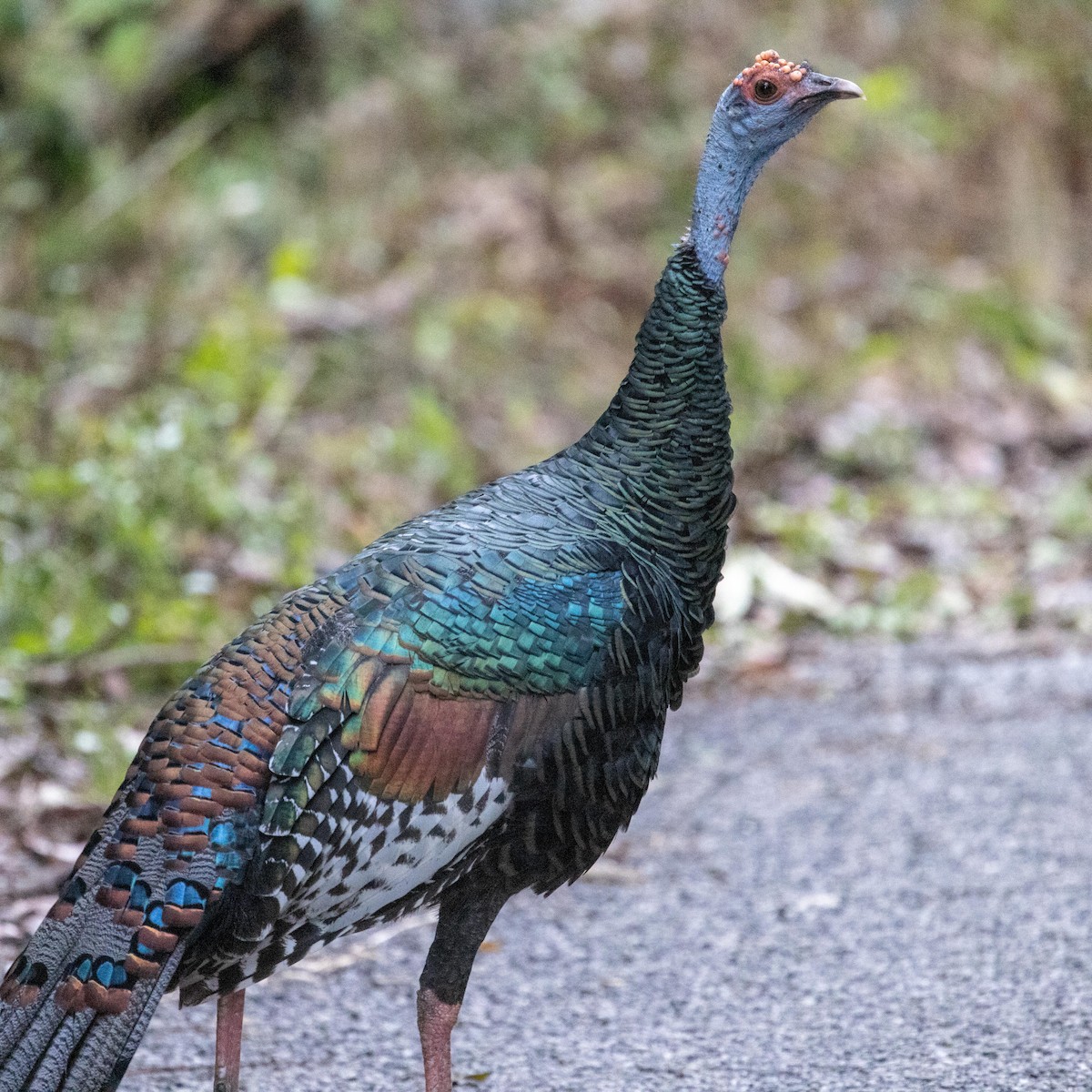 Ocellated Turkey - ML392965651