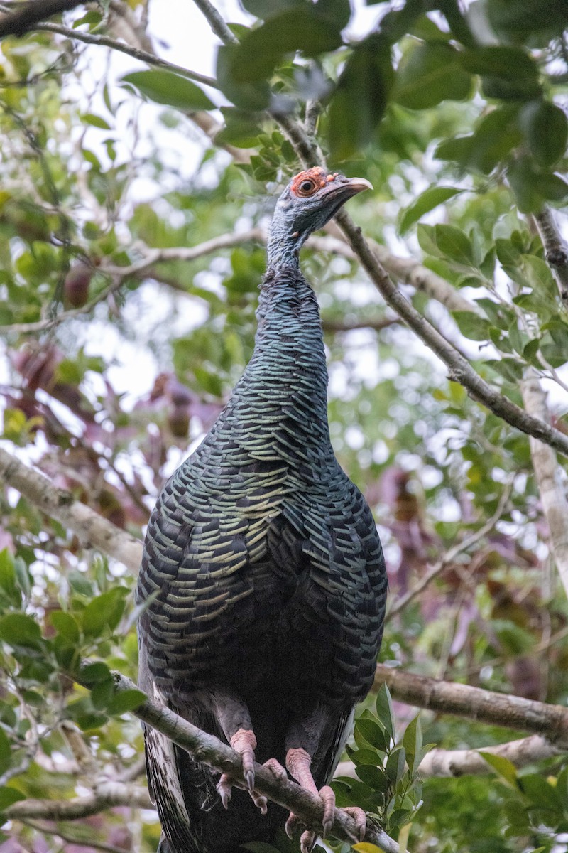 Ocellated Turkey - ML392965761