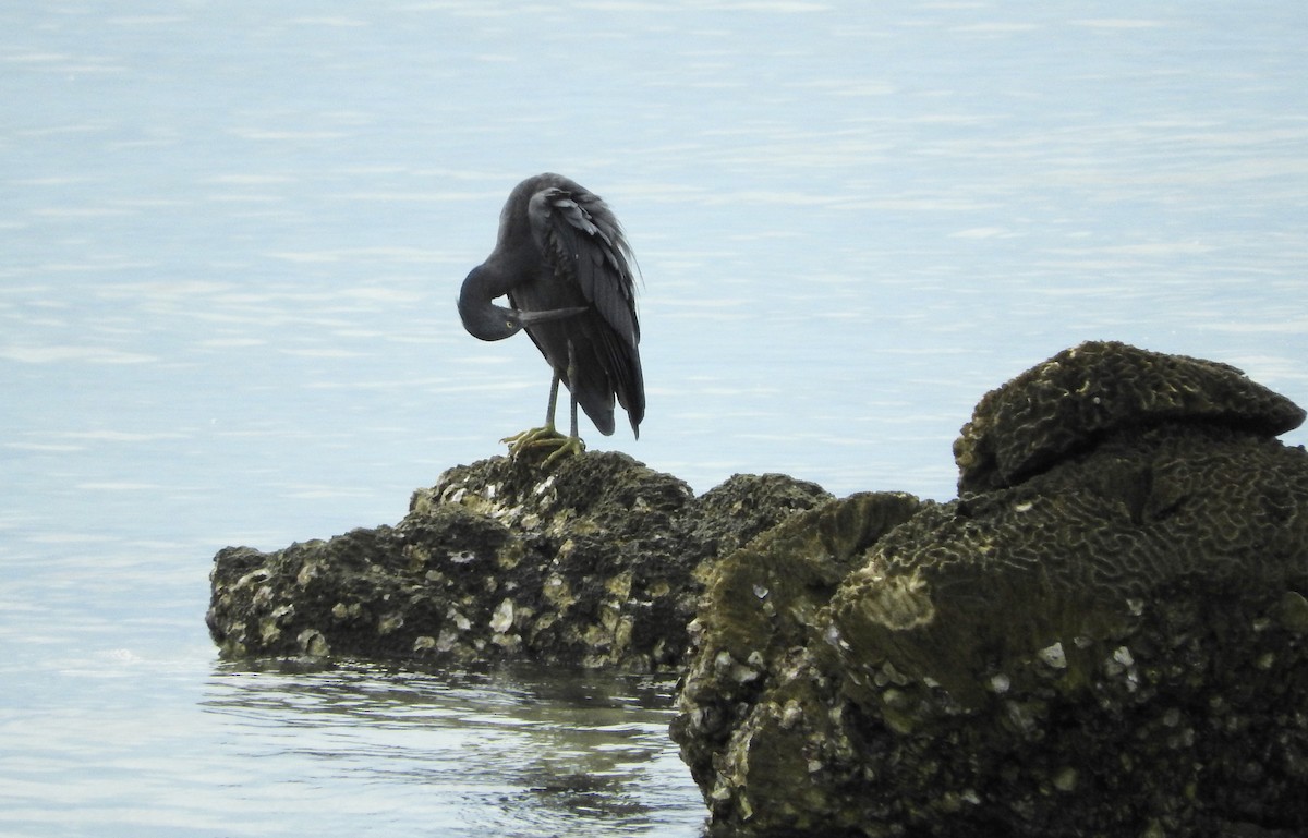 Pacific Reef-Heron - ML39296671