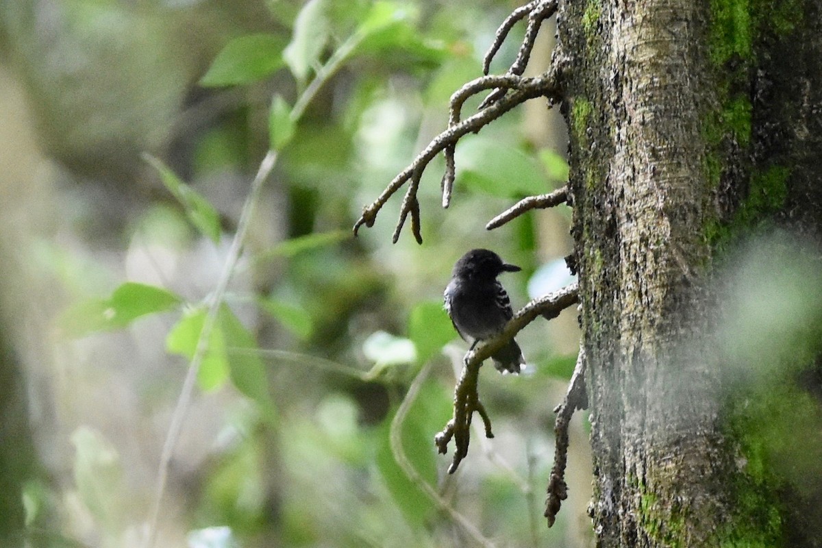 Blackish-gray Antshrike - ML392966861