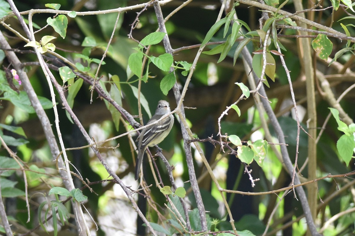 Yellow-bellied Elaenia - ML392966901