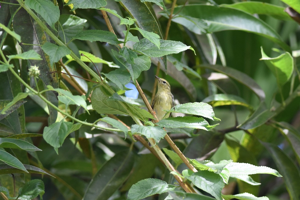 Blackpoll Warbler - ML392966951