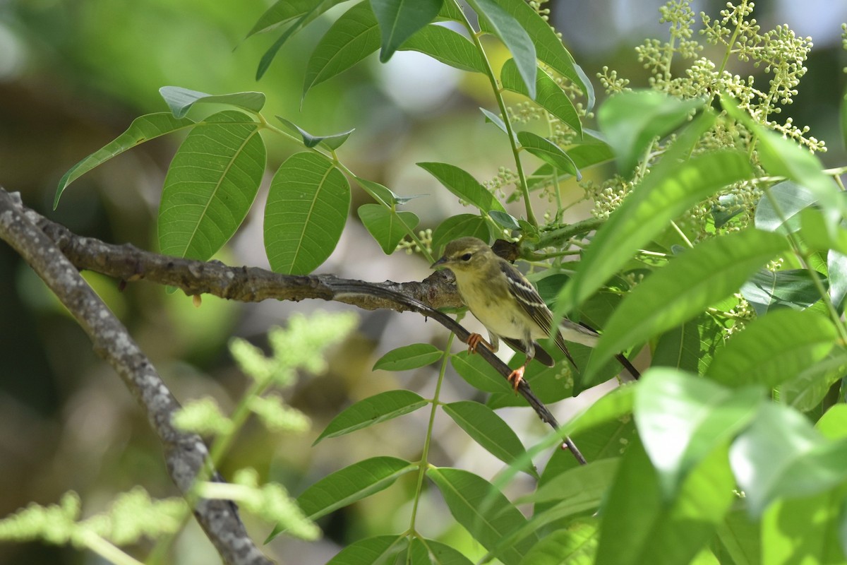 Blackpoll Warbler - ML392966981