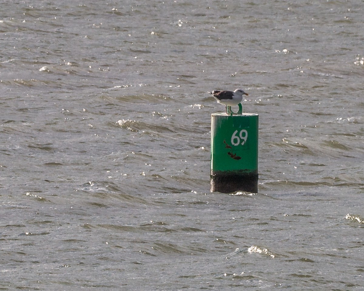 Great Black-backed Gull - ML39296711