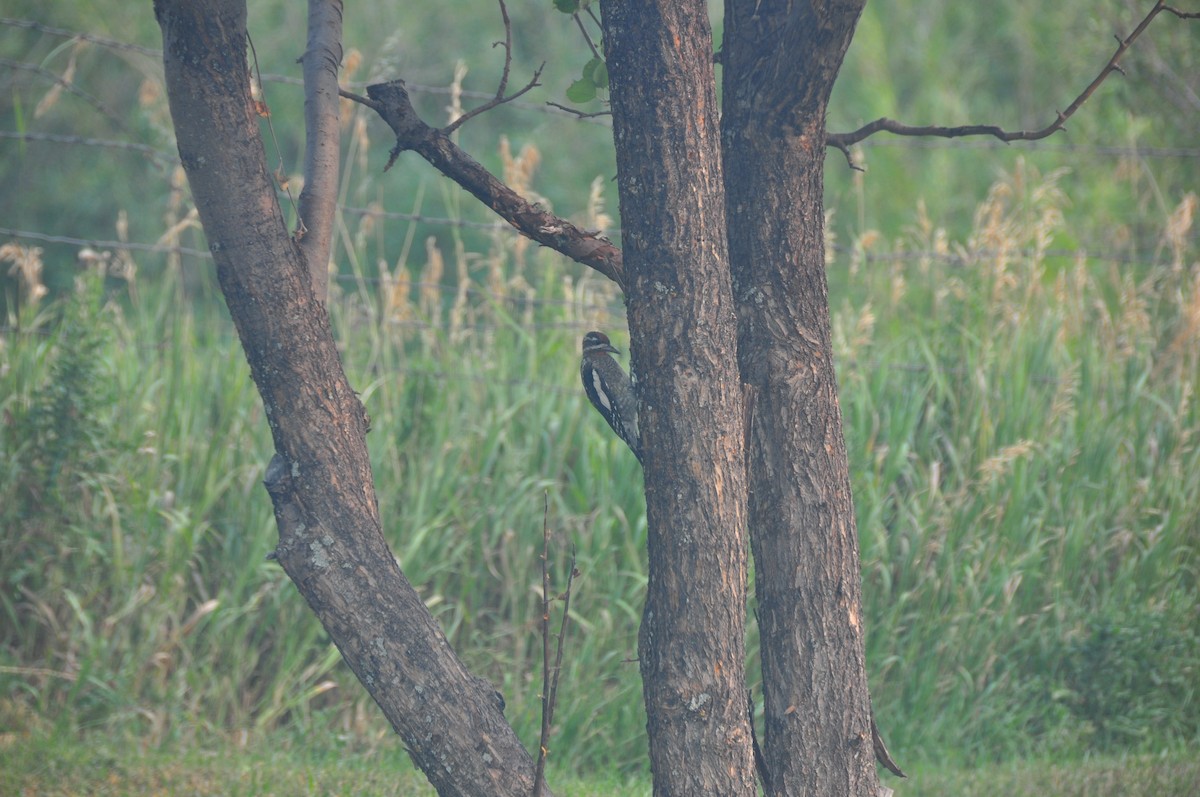 Red-naped Sapsucker - ML392967371