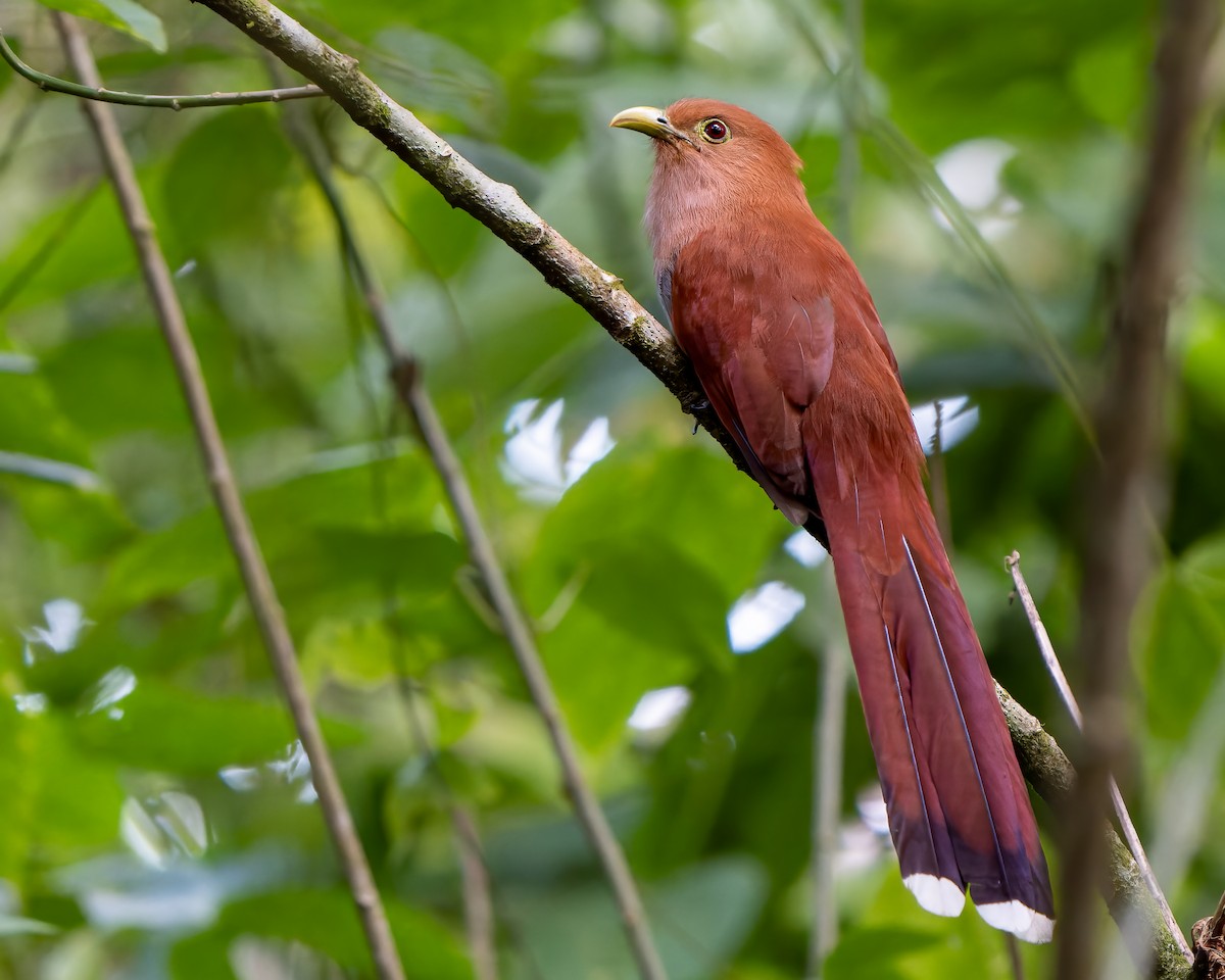 Squirrel Cuckoo - ML392967991