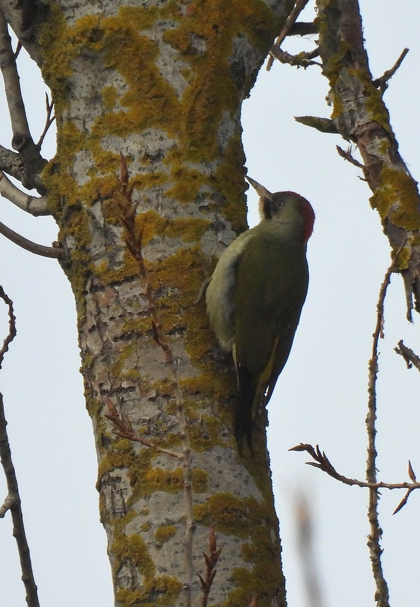 Iberian Green Woodpecker - ML392968521