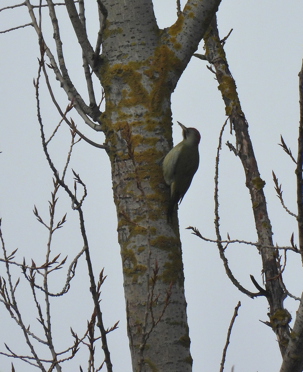 Iberian Green Woodpecker - ML392968531