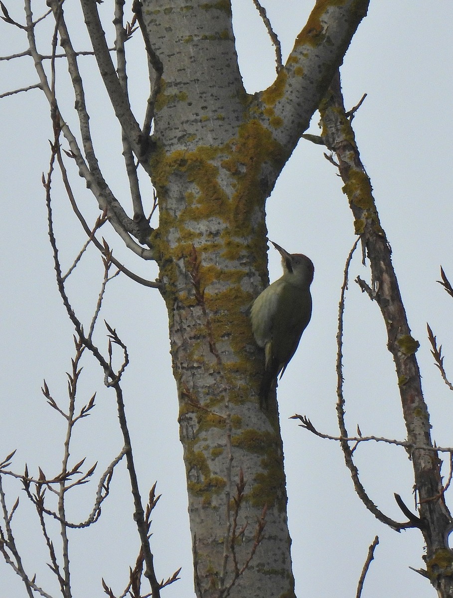 Iberian Green Woodpecker - ML392968541