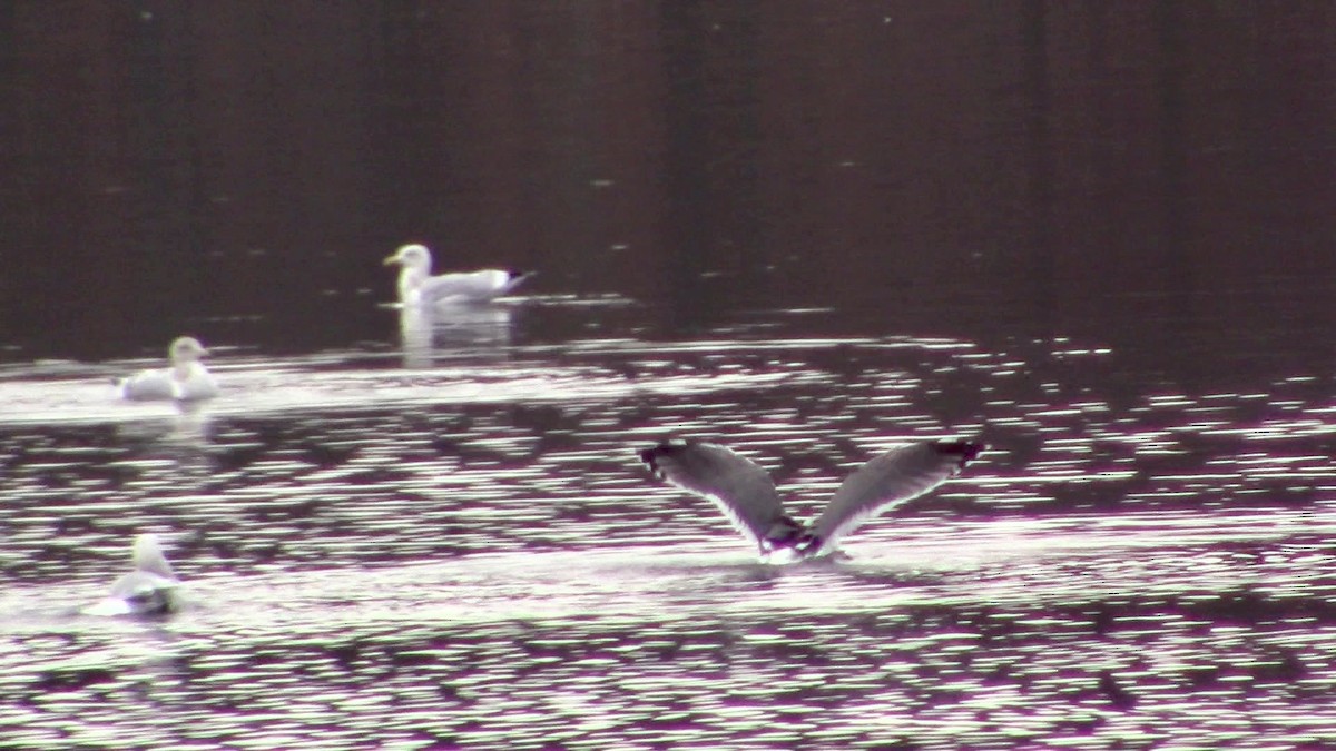 Lesser Black-backed Gull - ML392969241