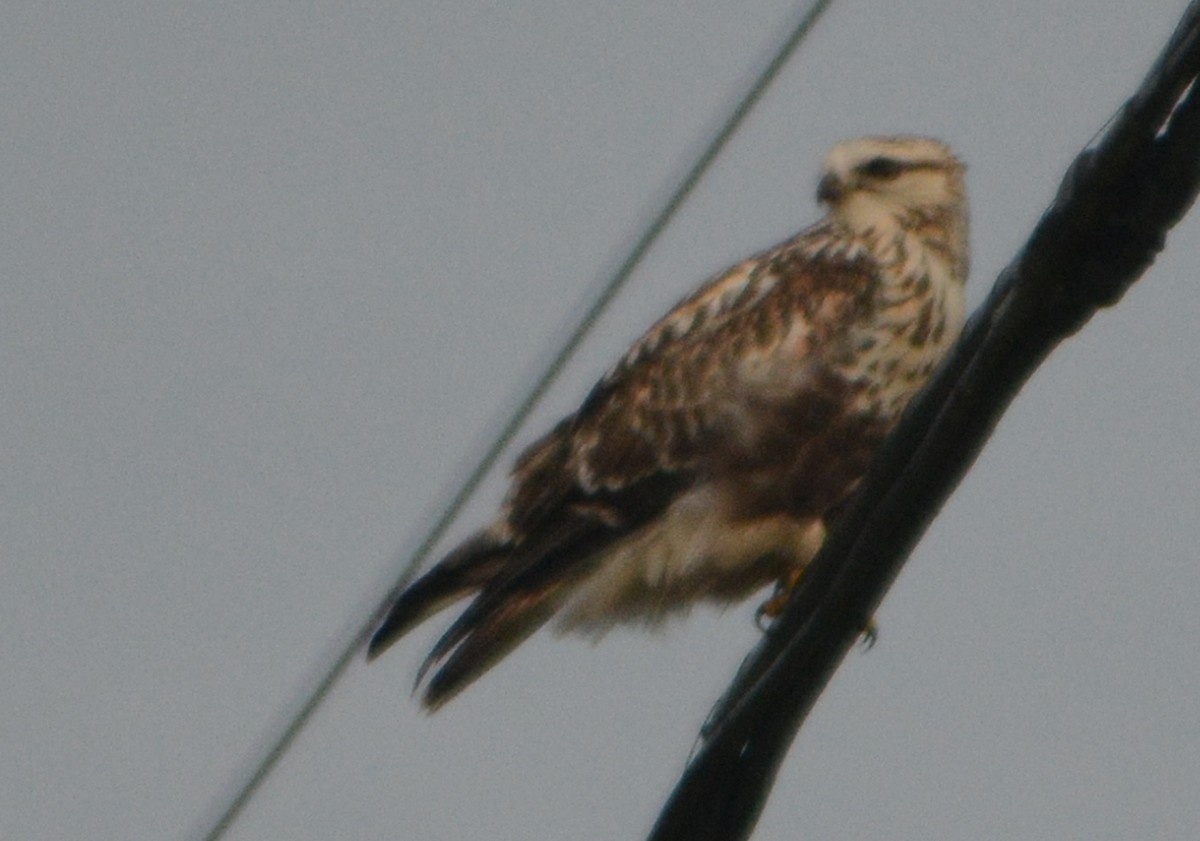 Rough-legged Hawk - ML392971011