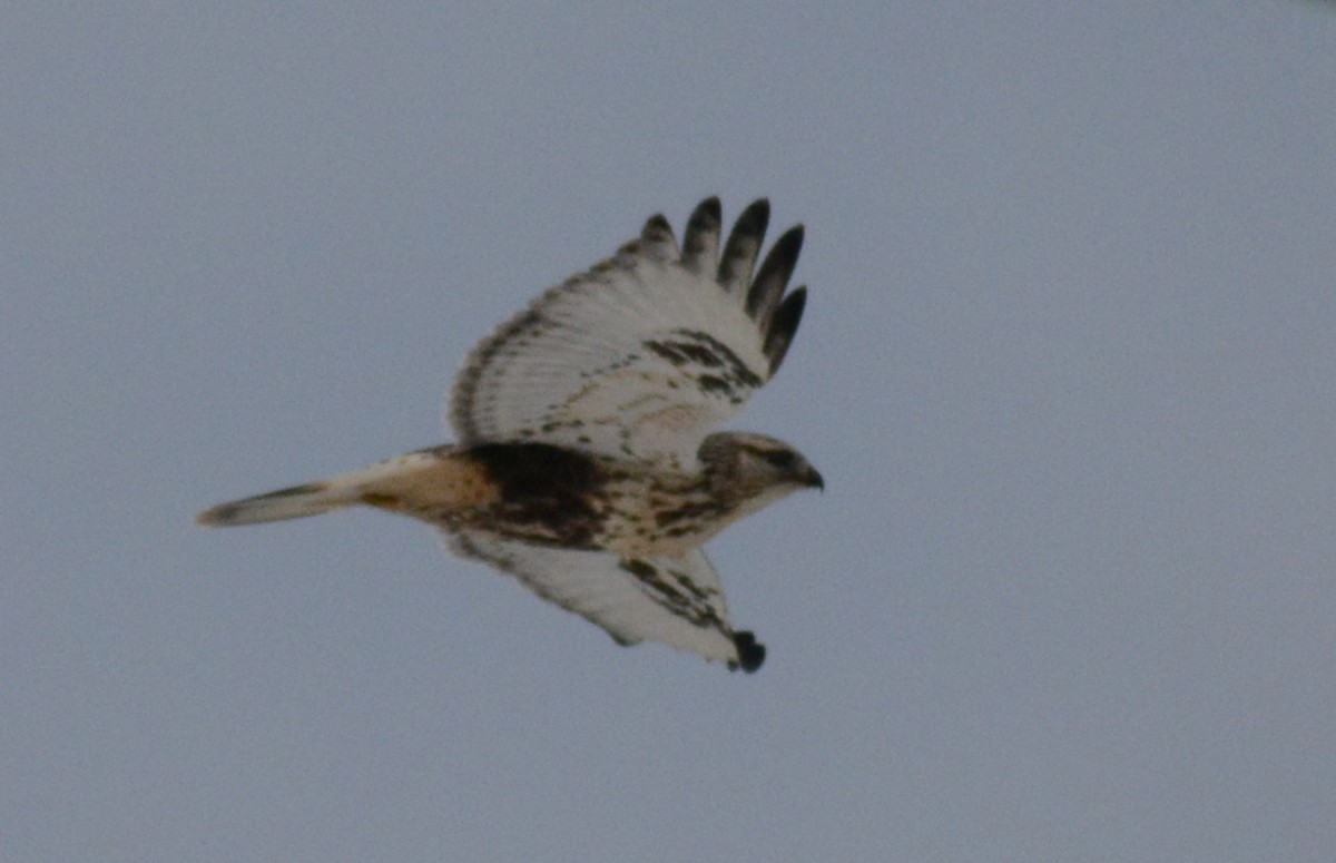 Rough-legged Hawk - ML392971481