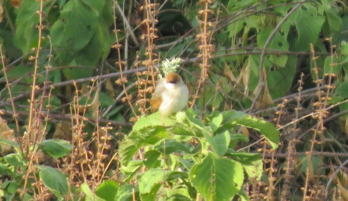 Singing Cisticola - James Bradley