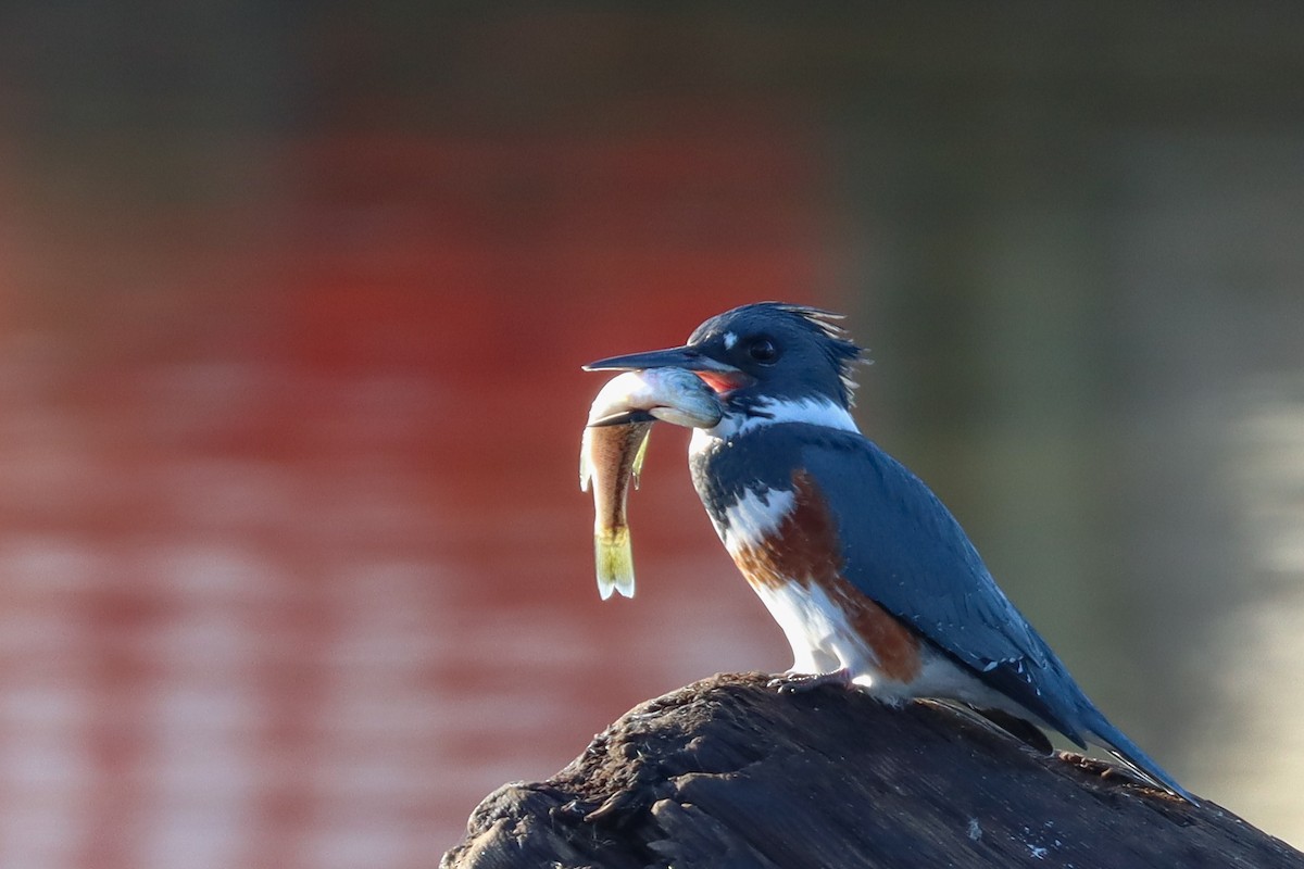 Belted Kingfisher - ML392972531