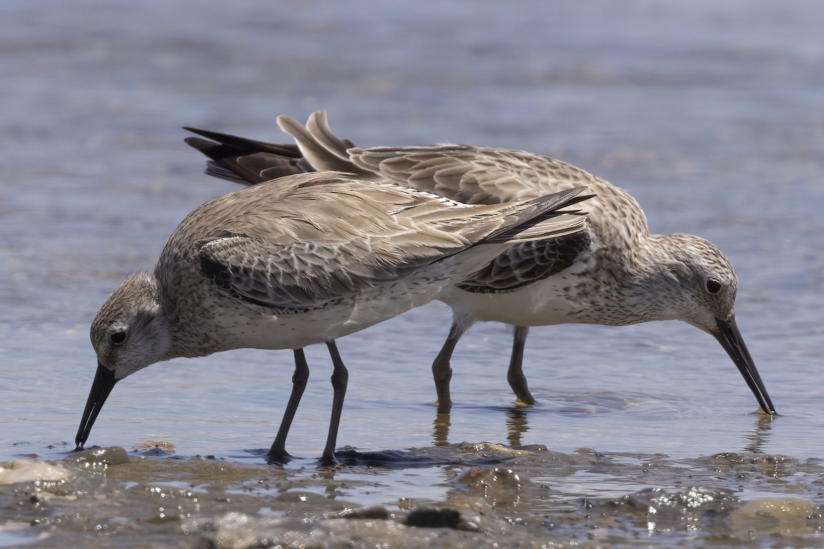 Great Knot - Hans Wohlmuth