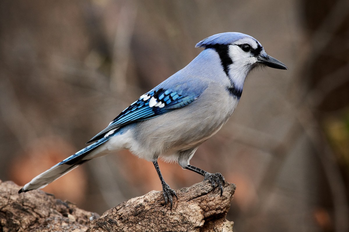 Blue Jay - ML392975351