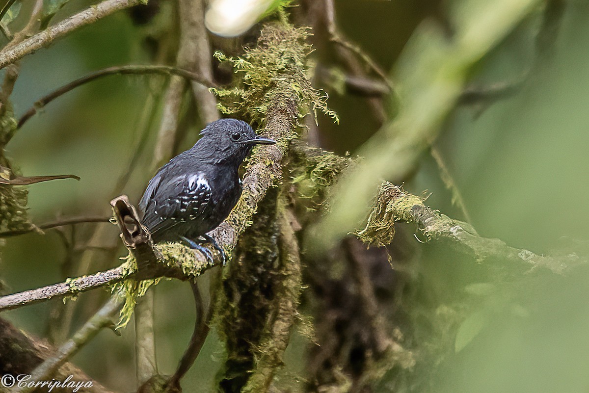 Slaty Antwren - Fernando del Valle