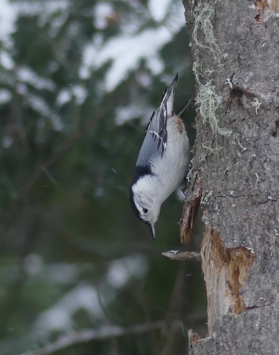 White-breasted Nuthatch - Alain Sylvain