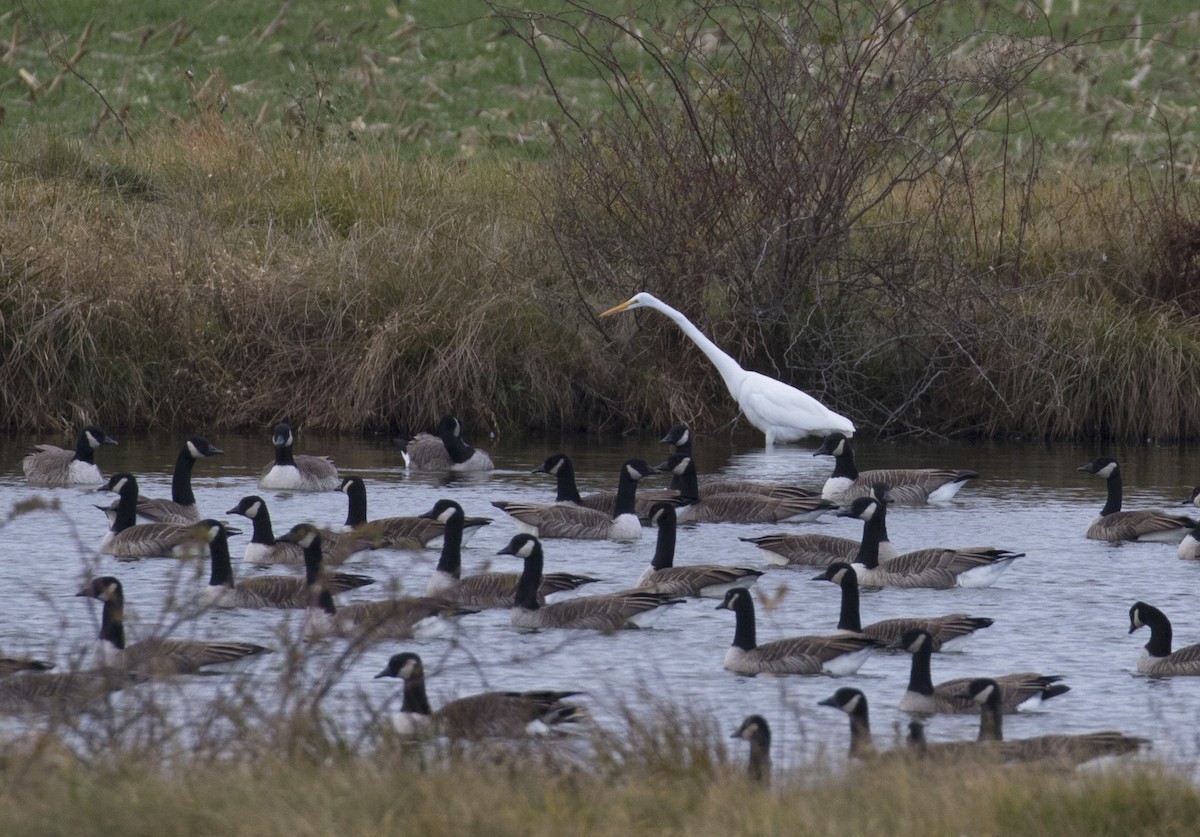 Great Egret - ML392975961