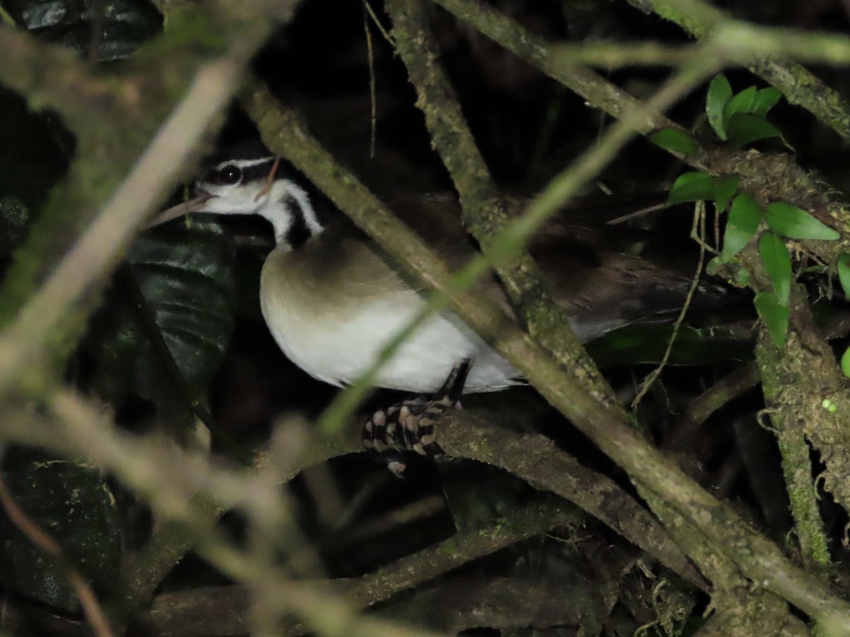 Sungrebe - Hugo Foxonet