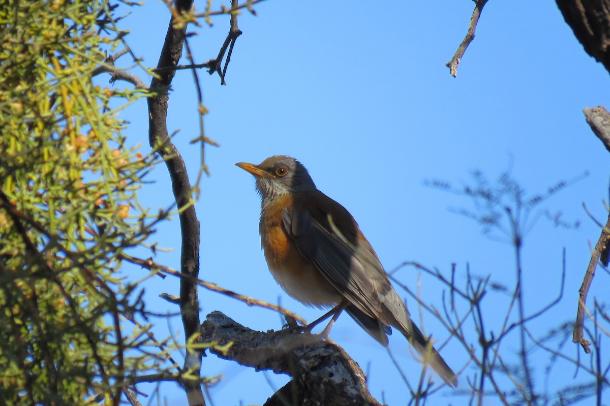 Rufous-backed Robin (Rufous-backed) - Richard Specht