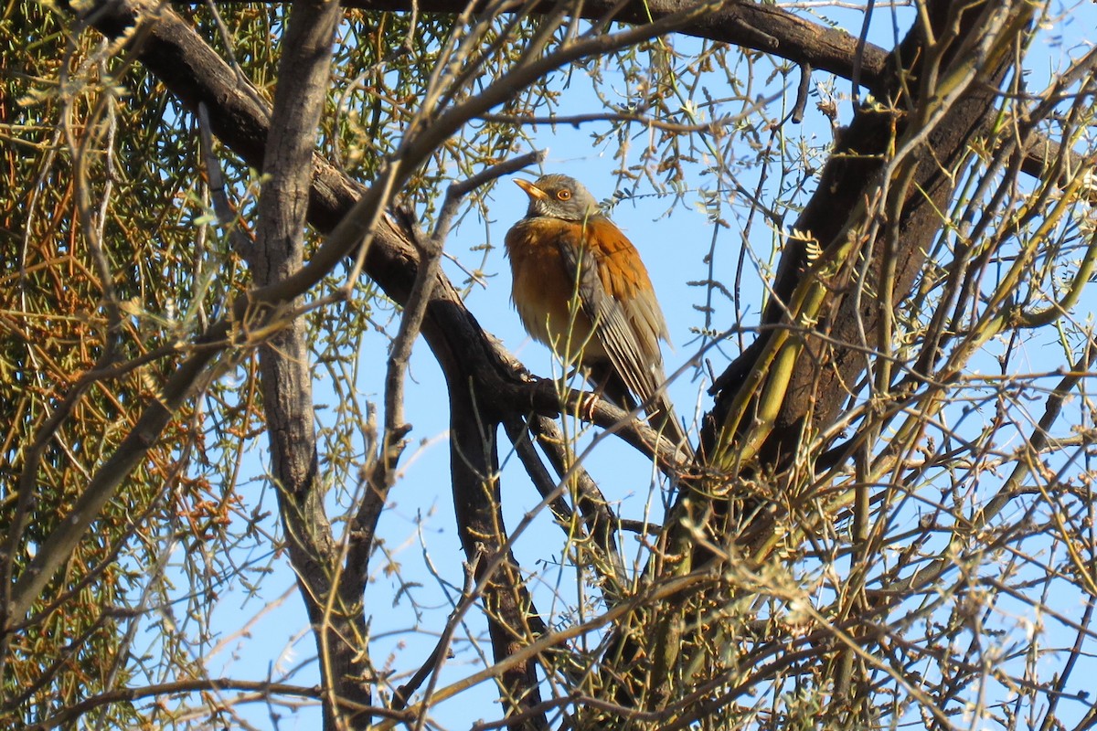 Meksika Ardıcı (rufopalliatus) - ML392978801