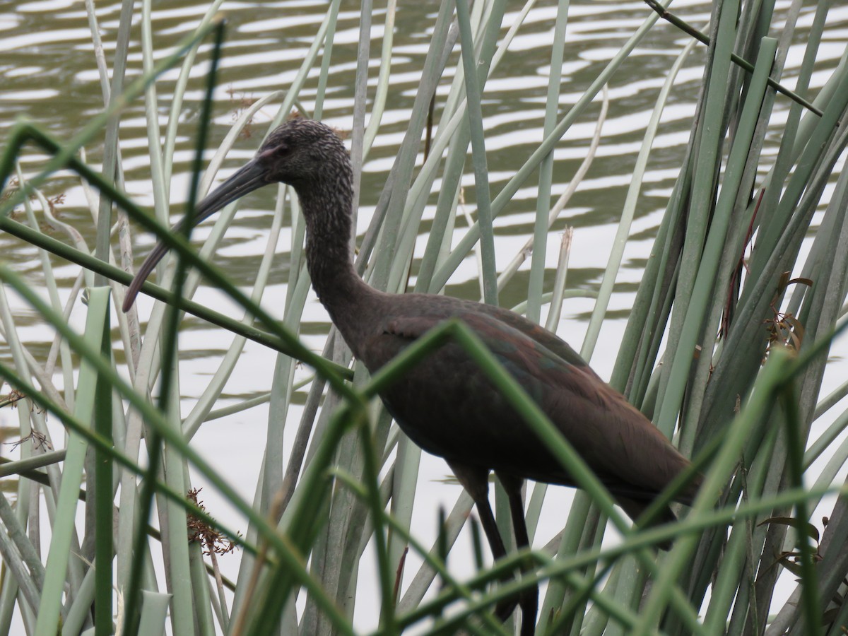 White-faced Ibis - Denise Riddle