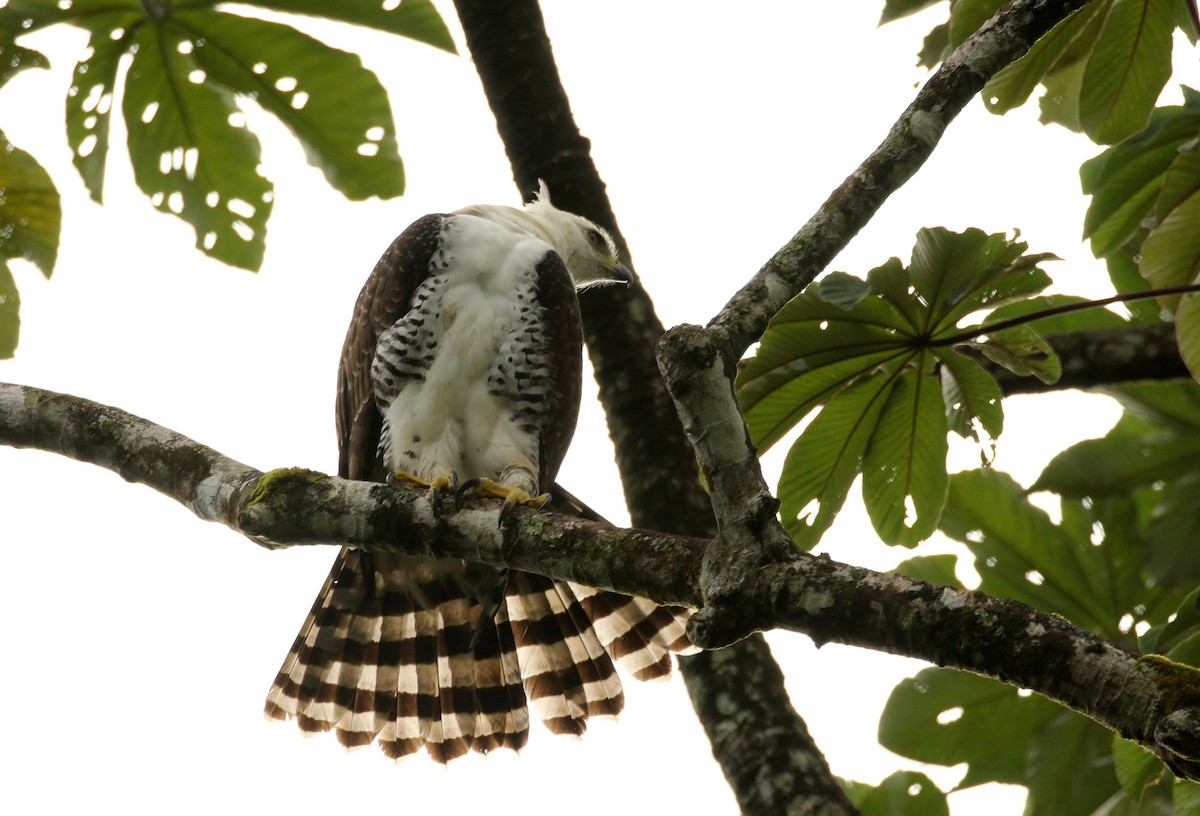 eBird Checklist - 18 Oct 2016 - Sky Adventures - Arenal Park - 75 species