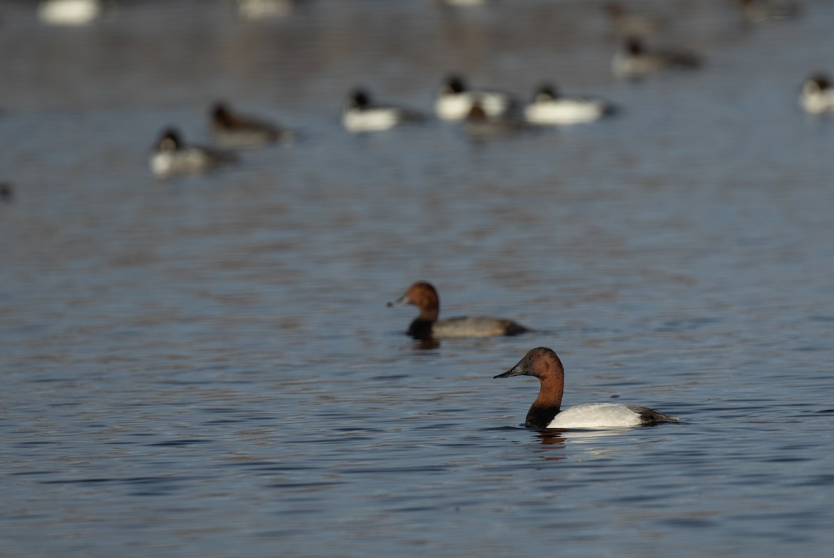 Canvasback - ML392982471
