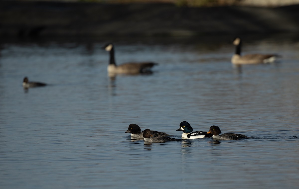 Barrow's Goldeneye - ML392982511