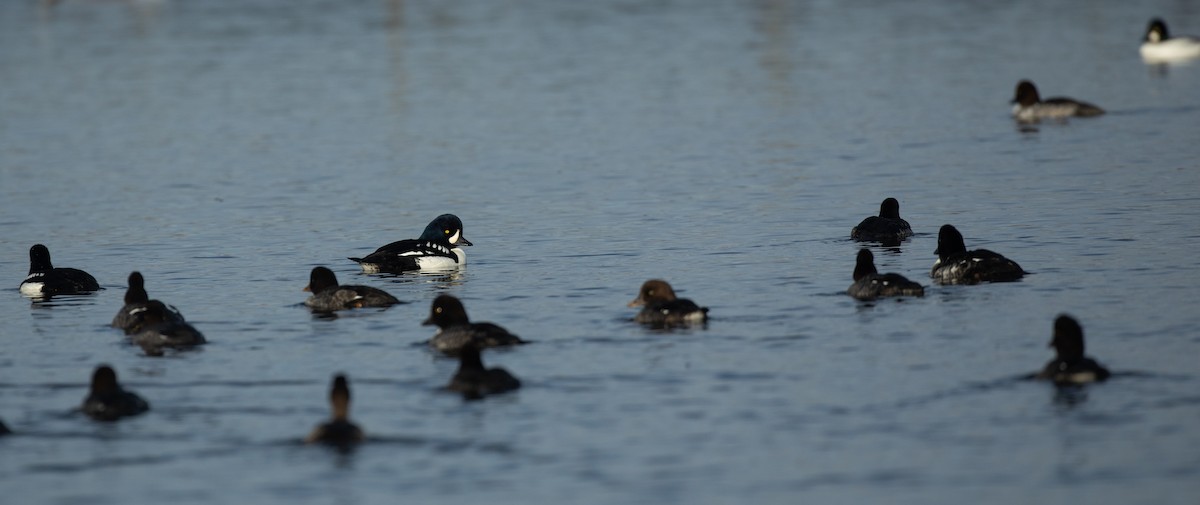 Barrow's Goldeneye - ML392982711