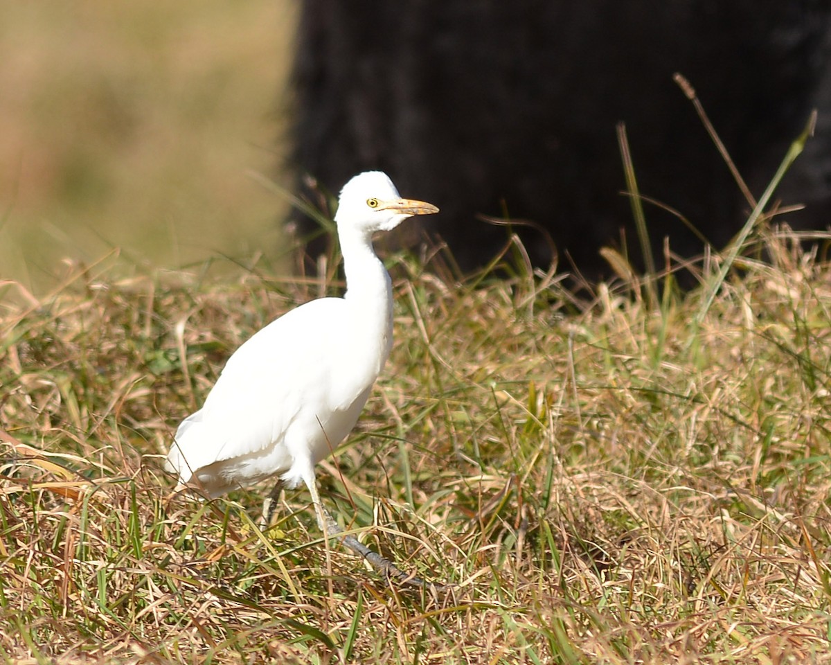 Western Cattle Egret - ML392982841