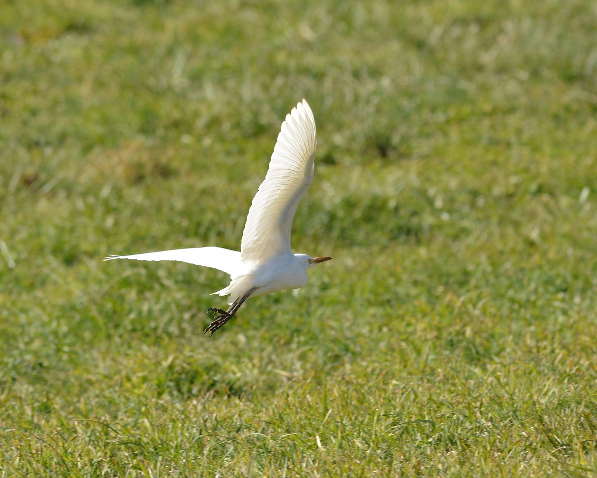 Western Cattle Egret - ML392982851